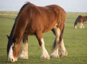 Клейдесдальская лошадь:профиль породы