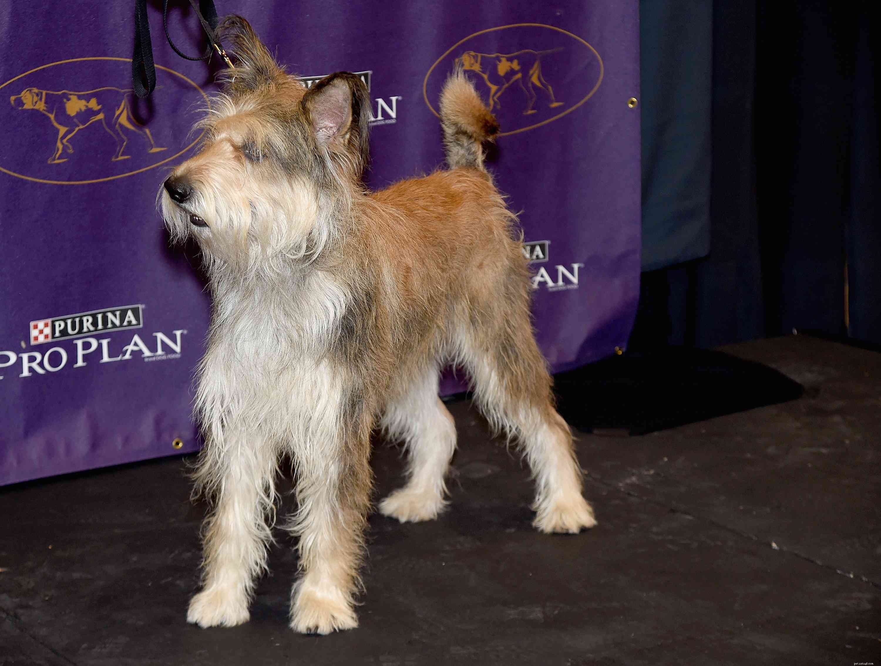 Berger Picard：Dog Breed Profile