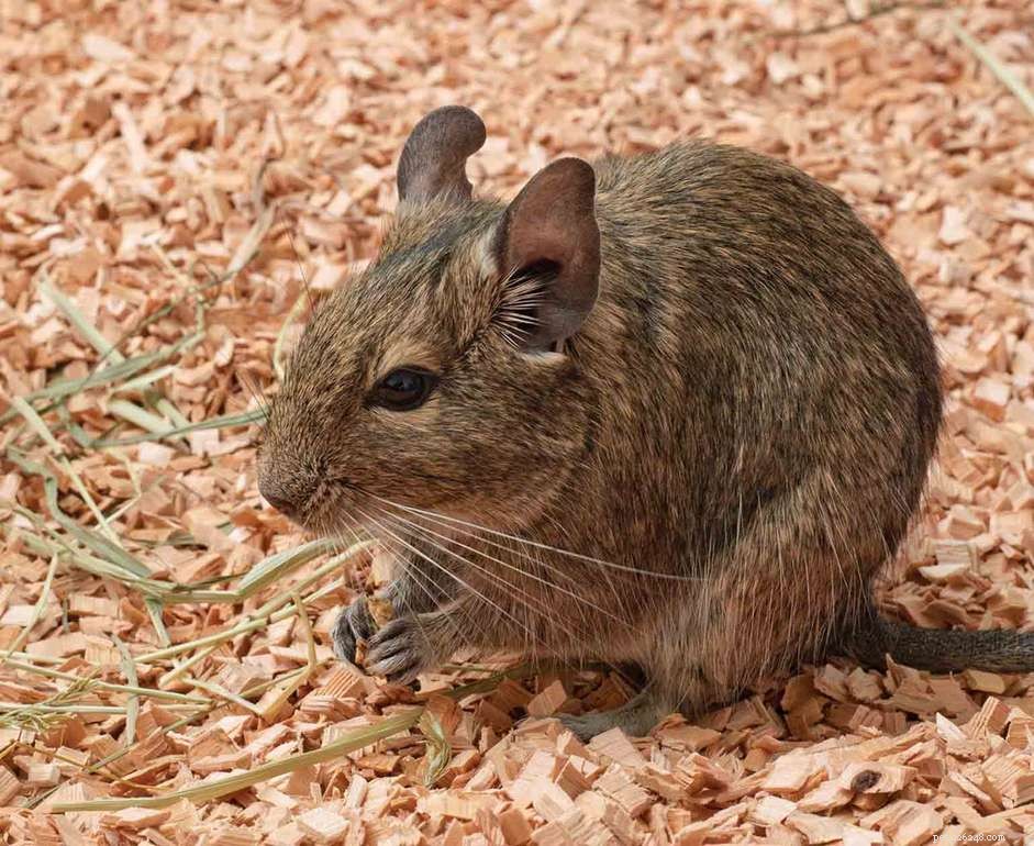 Safe and Toxic Woods for Degus
