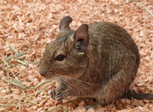 Madeiras seguras e tóxicas para Degus