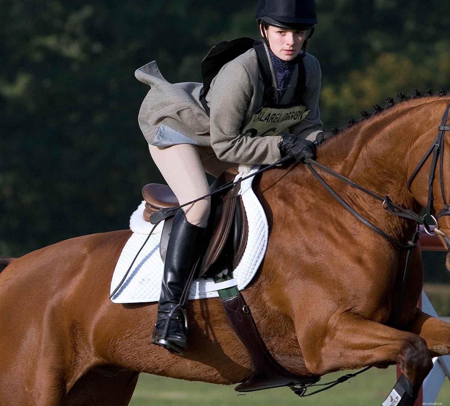Come scegliere la giusta circonferenza inglese per il tuo cavallo