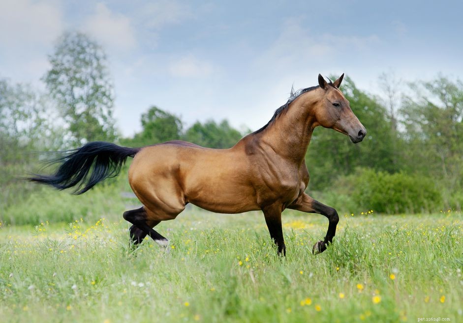 Ахалтекинская лошадь:Профиль породы