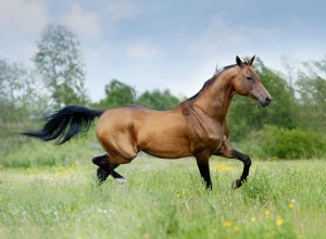 Ахалтекинская лошадь:Профиль породы