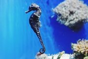 6 лучших видов морских коньков для аквариумов