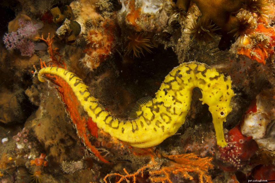 6 meilleures espèces d hippocampes pour les aquariums
