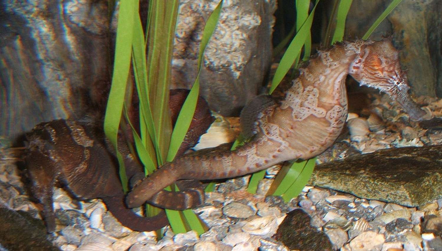 6 nejlepších druhů mořských koníků pro akvária