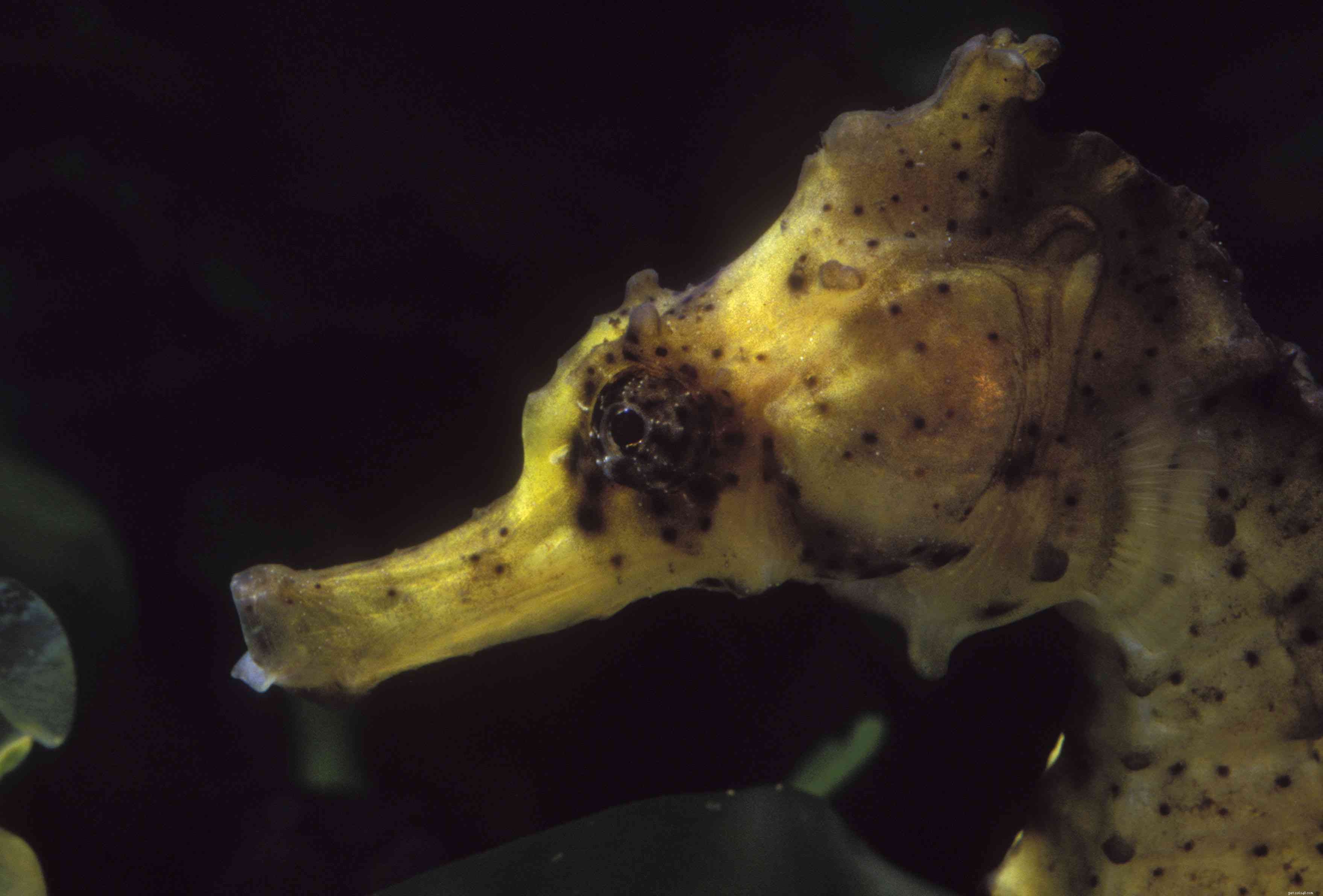 6 nejlepších druhů mořských koníků pro akvária