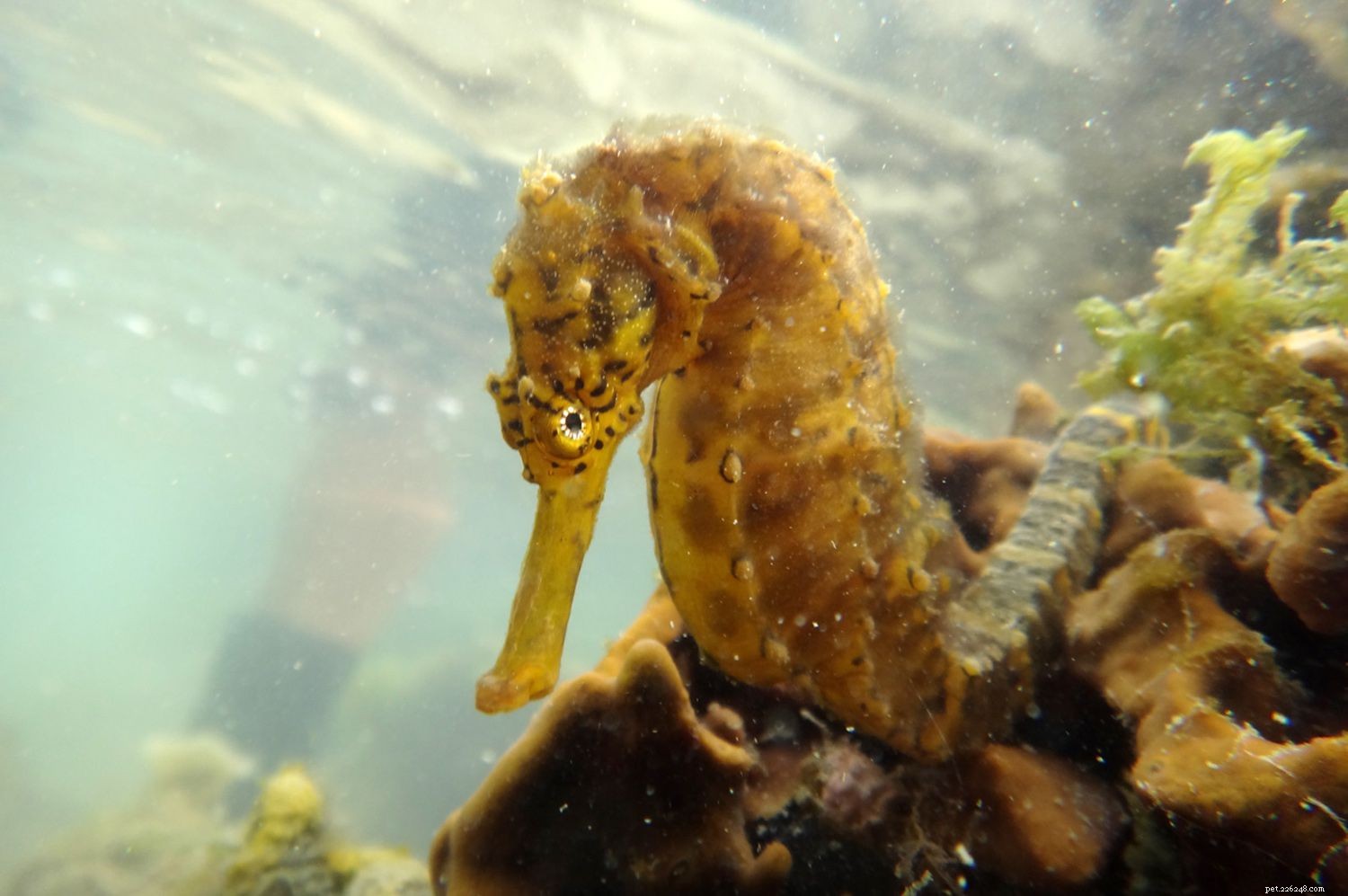 6 meilleures espèces d hippocampes pour les aquariums