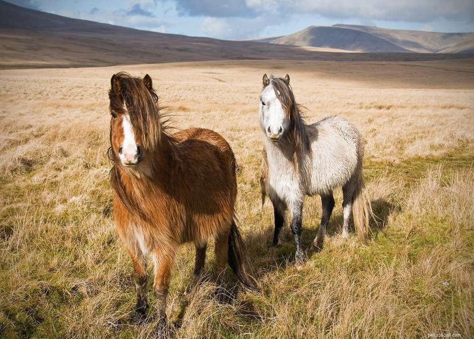 ウェルシュポニーとコブの馬：品種プロファイル 