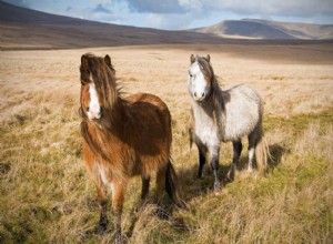 ウェルシュポニーとコブの馬：品種プロファイル 