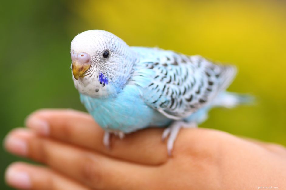 Výcvik domácích papoušků