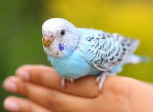 Výcvik domácích papoušků