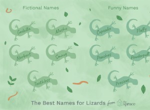 Jména pro domácí ještěrky