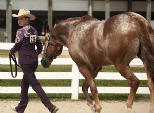 Vêtements et équipement pour votre premier concours hippique Western