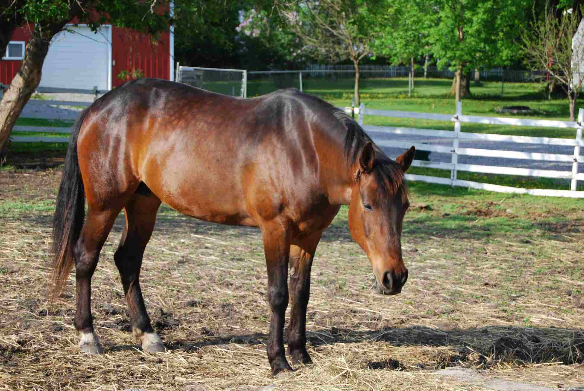 American Standardbred Horse:Rasprofiel