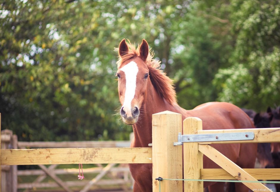 Dutch Warmblood Horse：Breed Profile