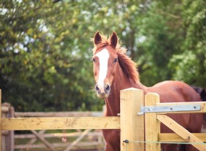 Cavalo de sangue quente holandês:perfil da raça