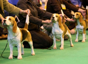 Devenir un chien d exposition :premiers pas