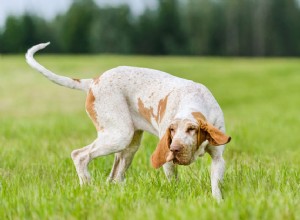 Tout savoir sur le chien Bracco Italiano