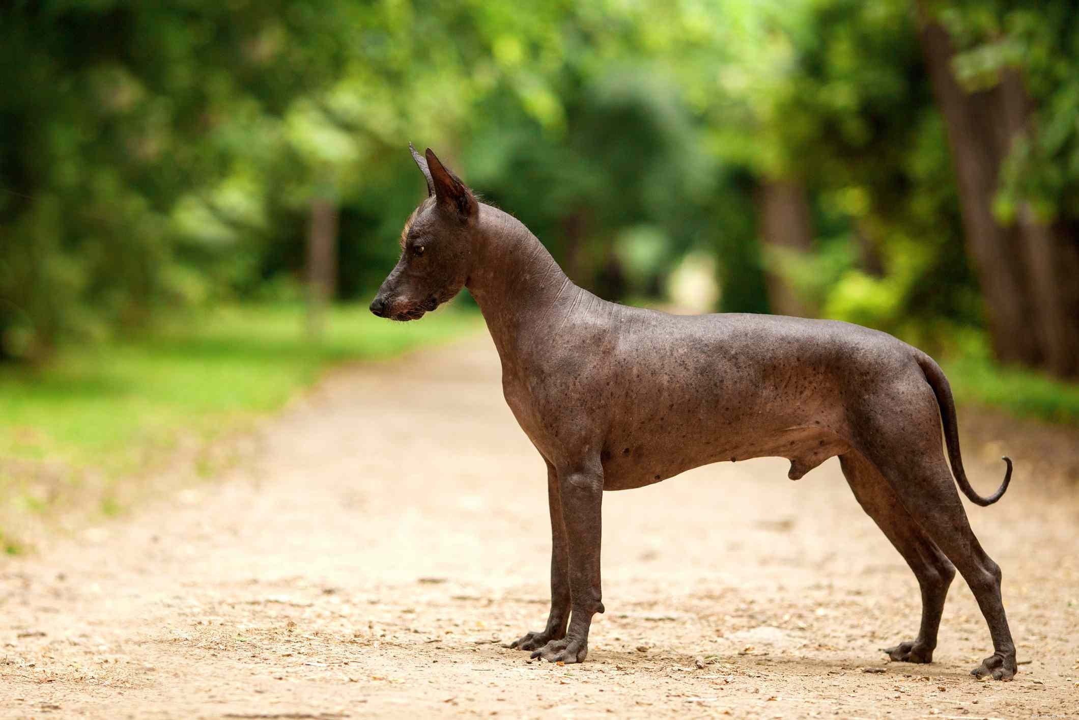 Leer alles over de Xoloitzcuintli (Mexicaanse haarloze hond)