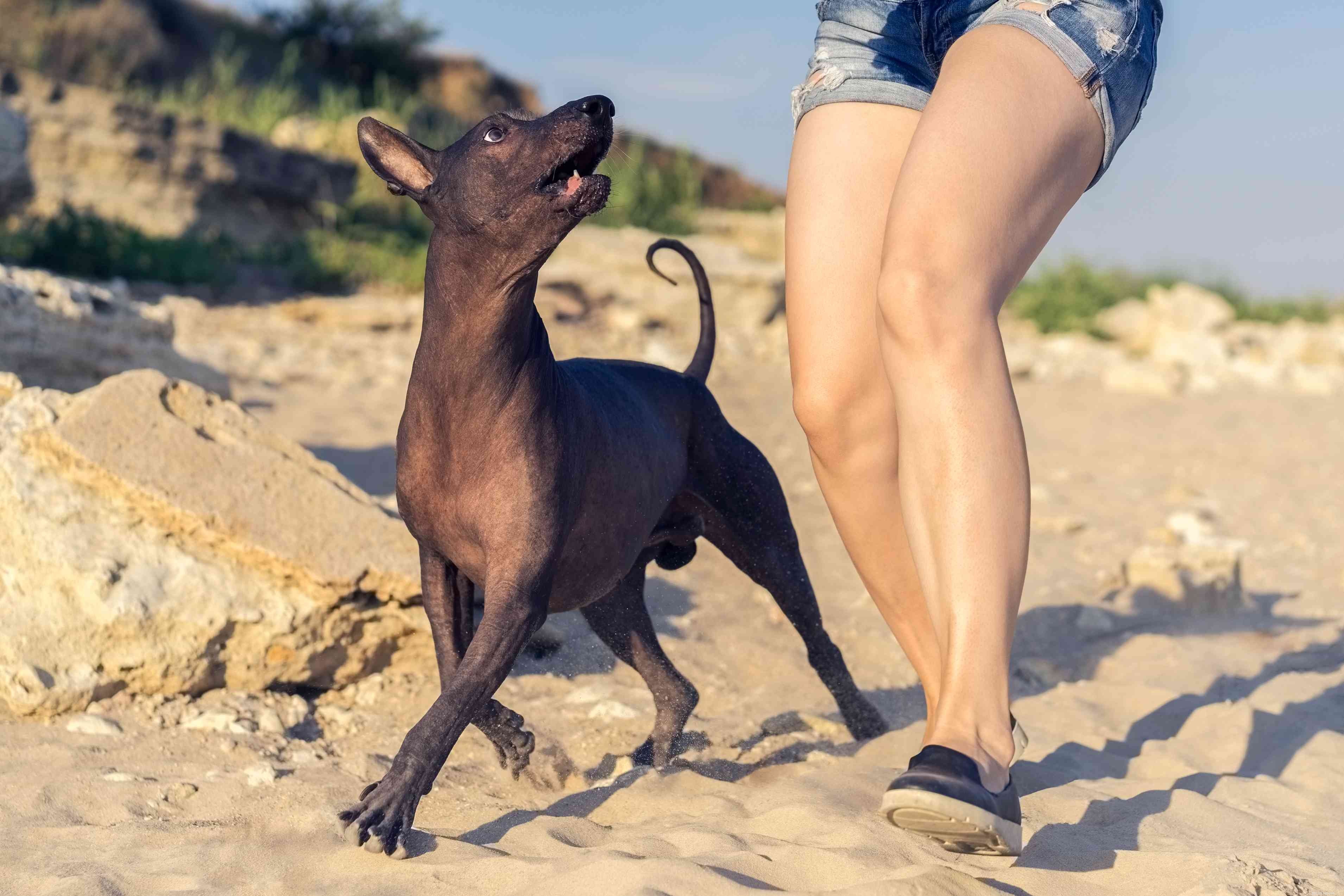 Xoloitzcuintli(멕시코 털이 없는 개)에 대해 자세히 알아보기