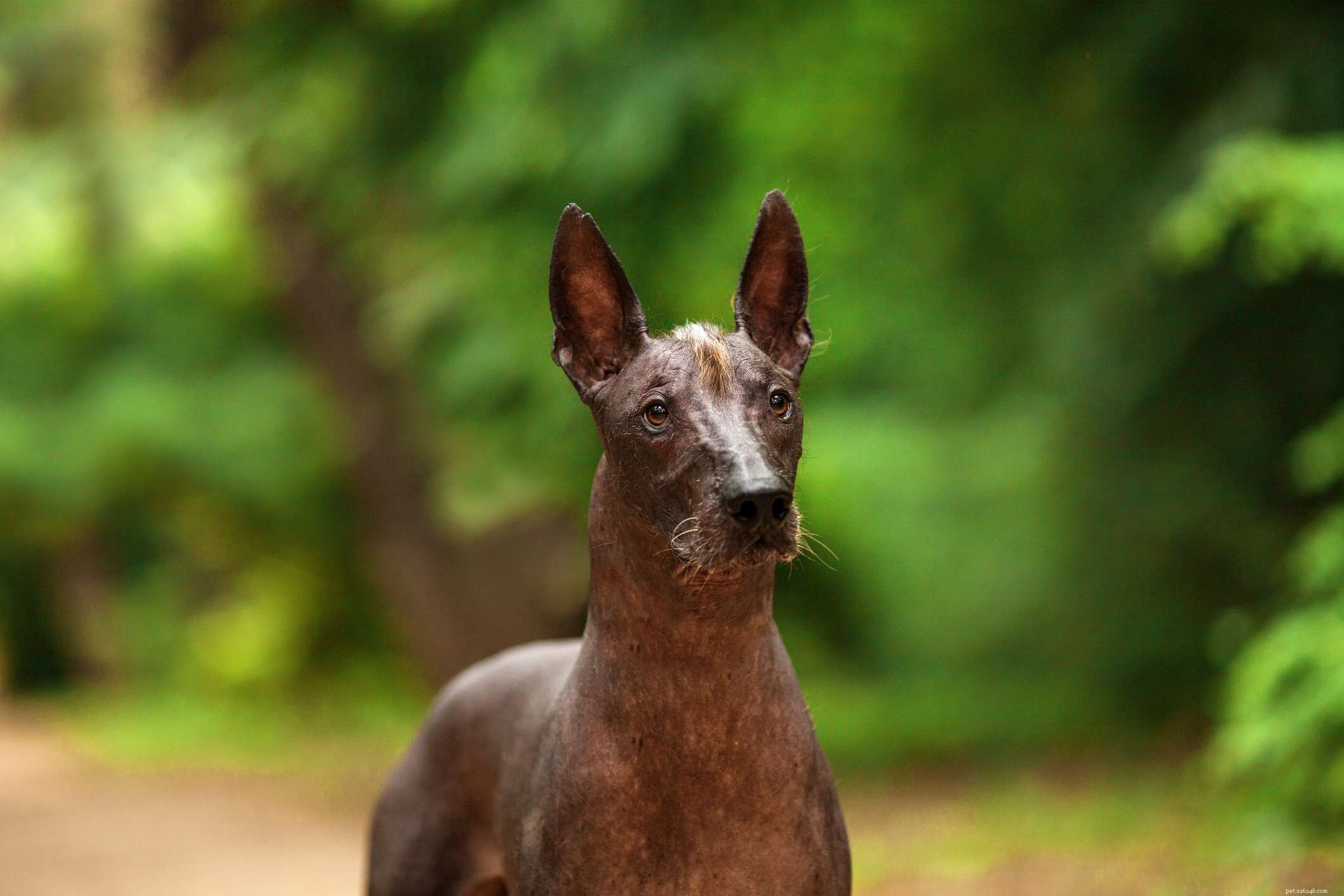 Lär dig allt om Xoloitzcuintli (mexikansk hårlös hund)