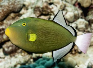 Pinktail Triggerfish（Melichthys vidua）