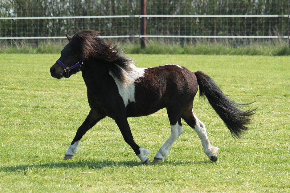 Shetland Pony:profilo della razza