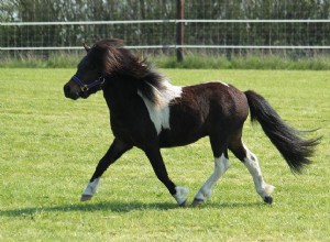 Шетлендский пони:профиль породы
