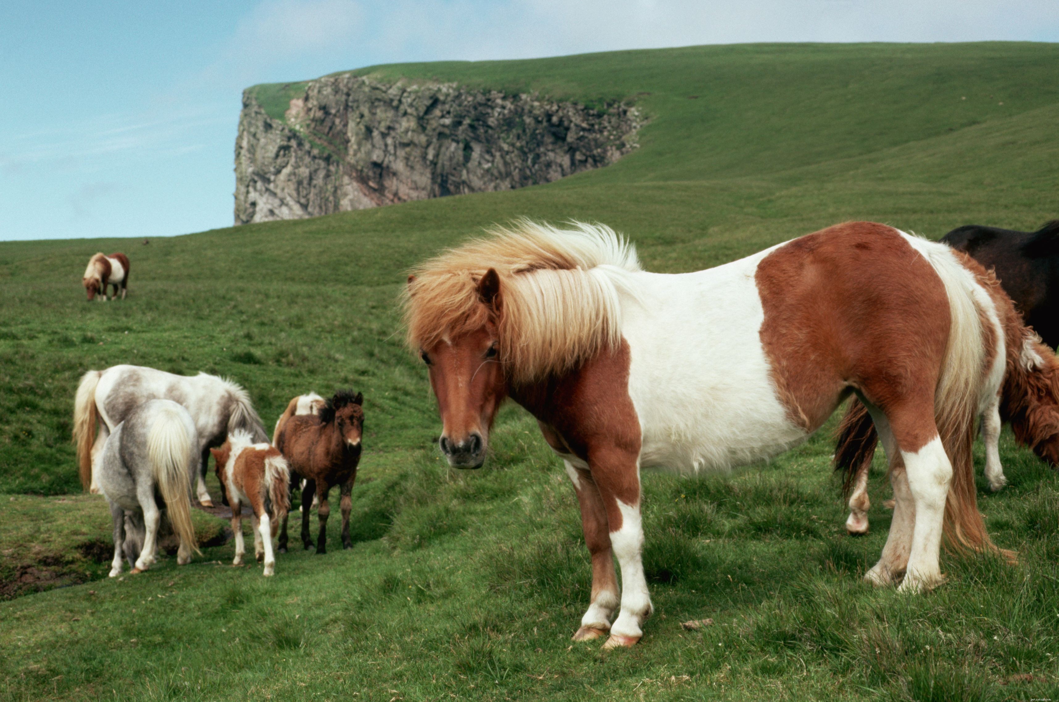 Shetlandský pony:Profil plemene