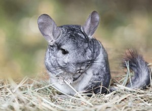 Jambes de chinchilla cassées