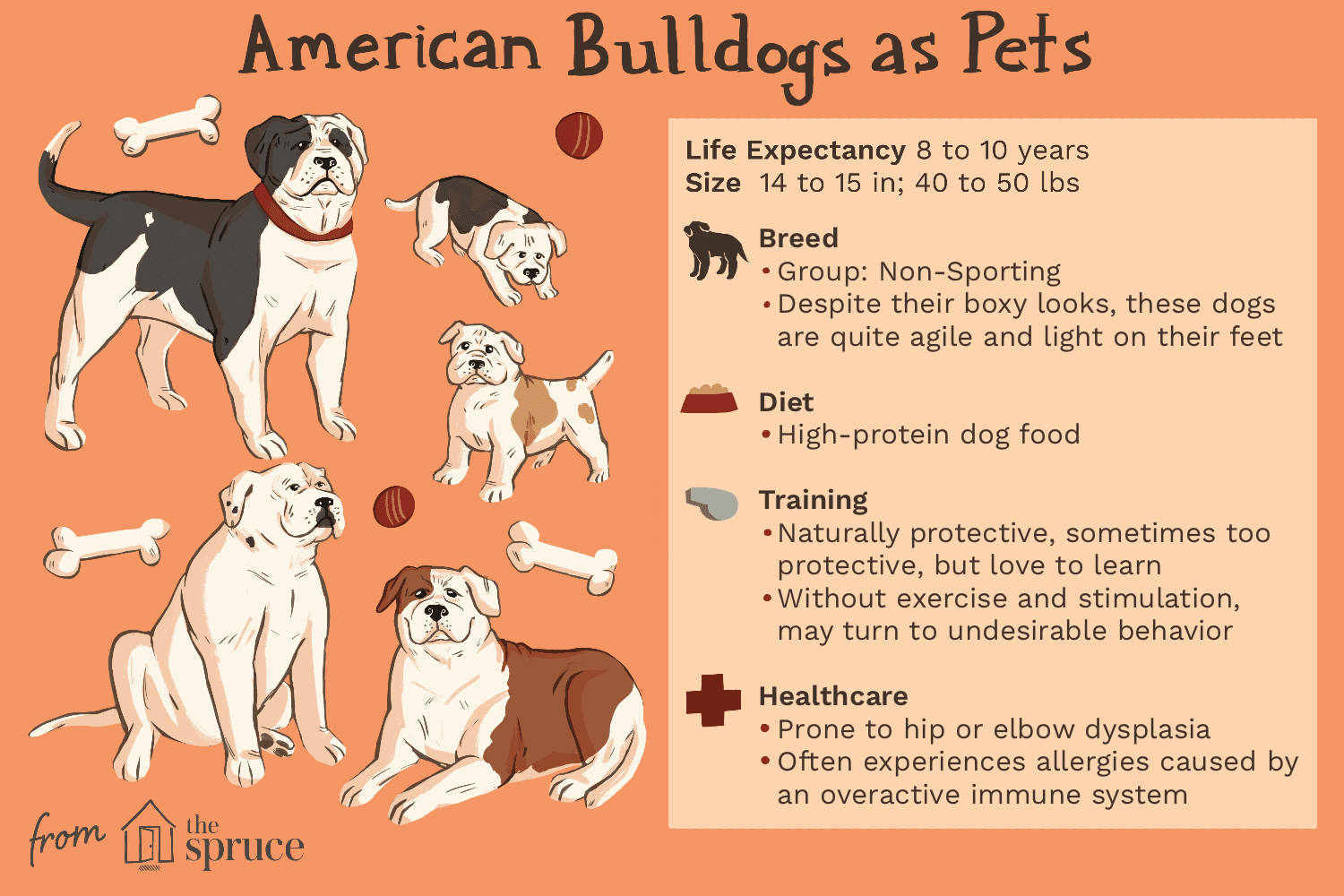 Bulldog Americano:Perfil da Raça