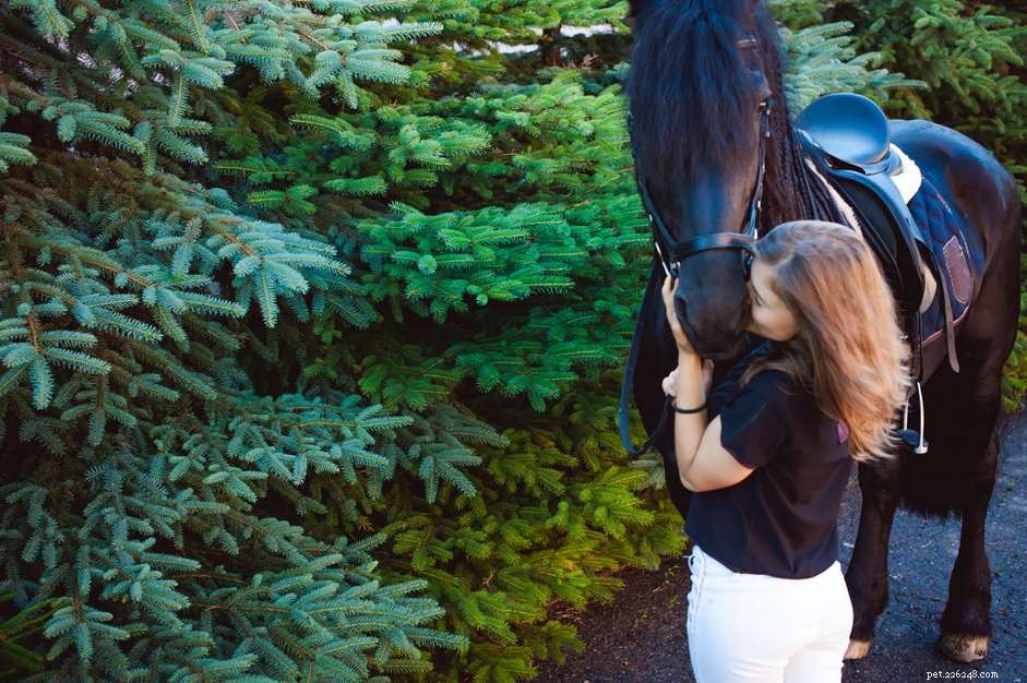 Ensine seu cavalo a dar um beijo