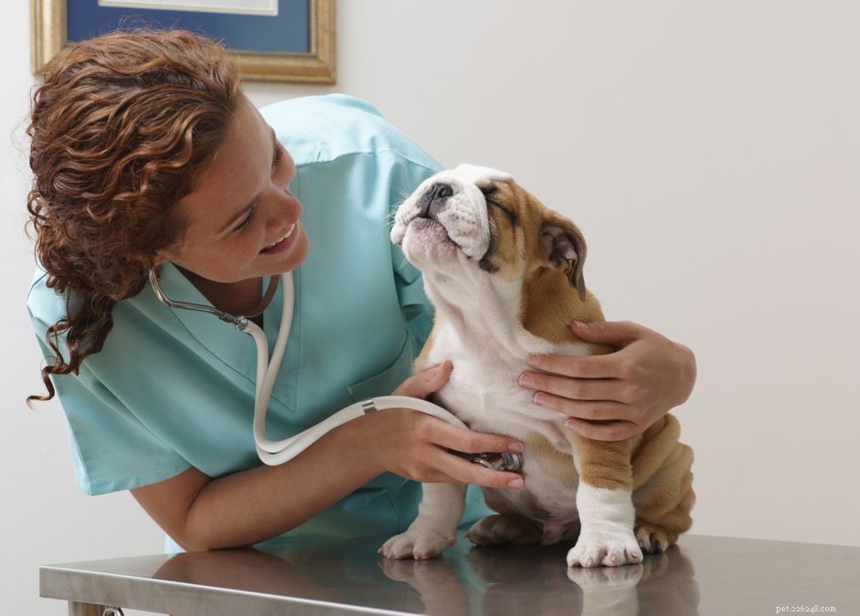 あなたの犬のための獣医試験の準備をする方法 
