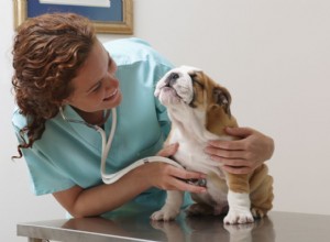 あなたの犬のための獣医試験の準備をする方法 