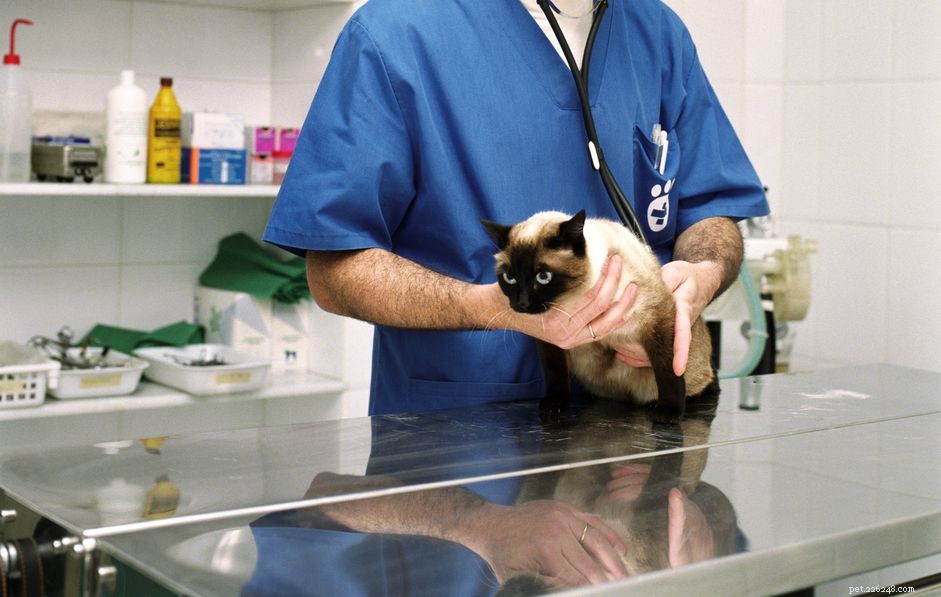 Is een buikbult normaal bij katten na een sterilisatieoperatie?