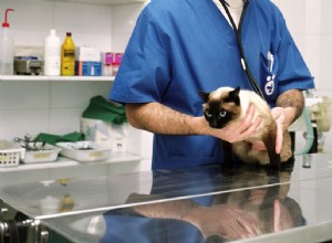 Une grosseur abdominale est-elle normale chez les chats après une opération de stérilisation ?