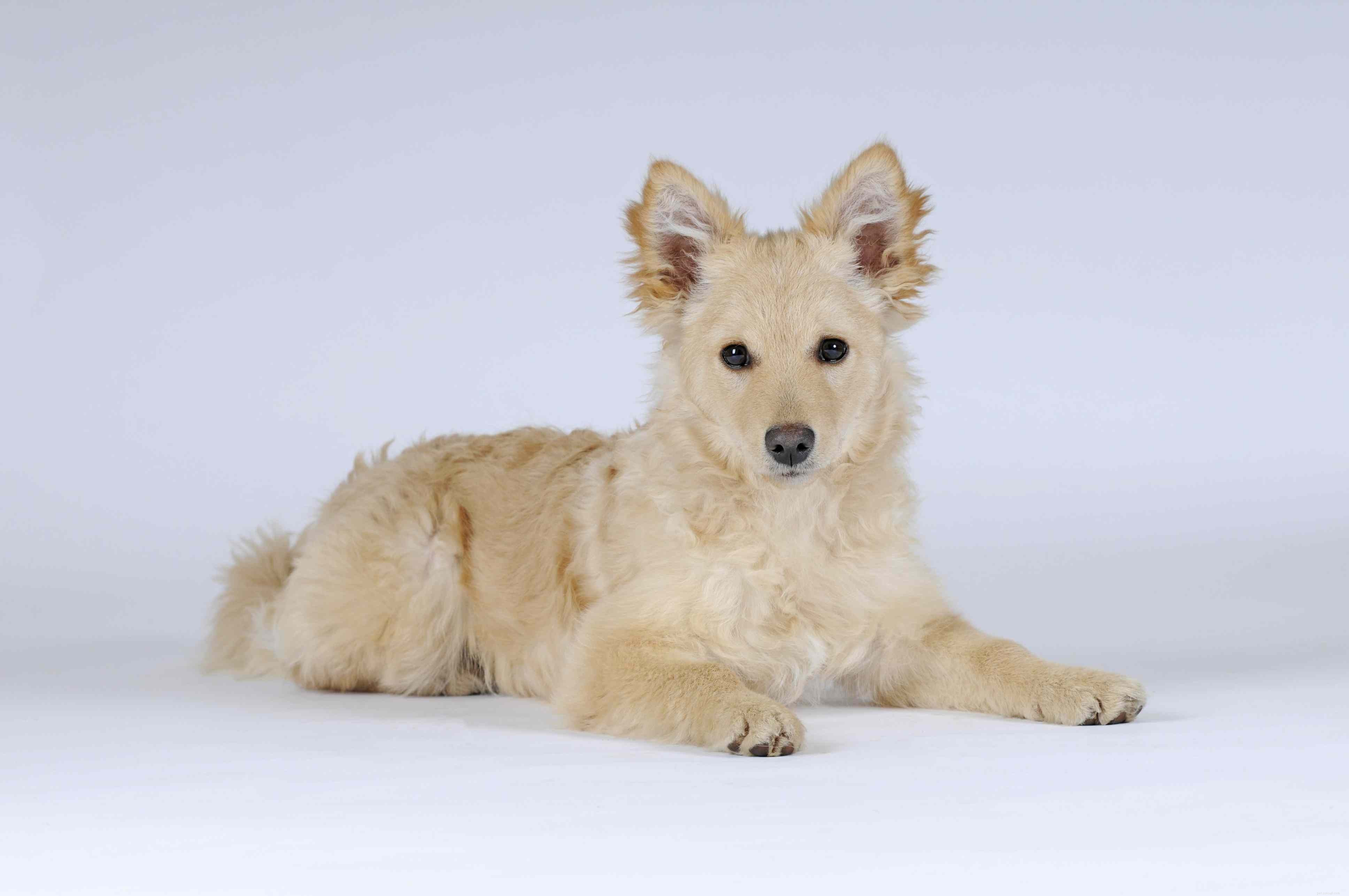 Mudi :profil de race de chien