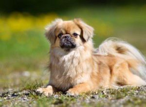 チベタンスパニエル：犬の品種プロファイル 