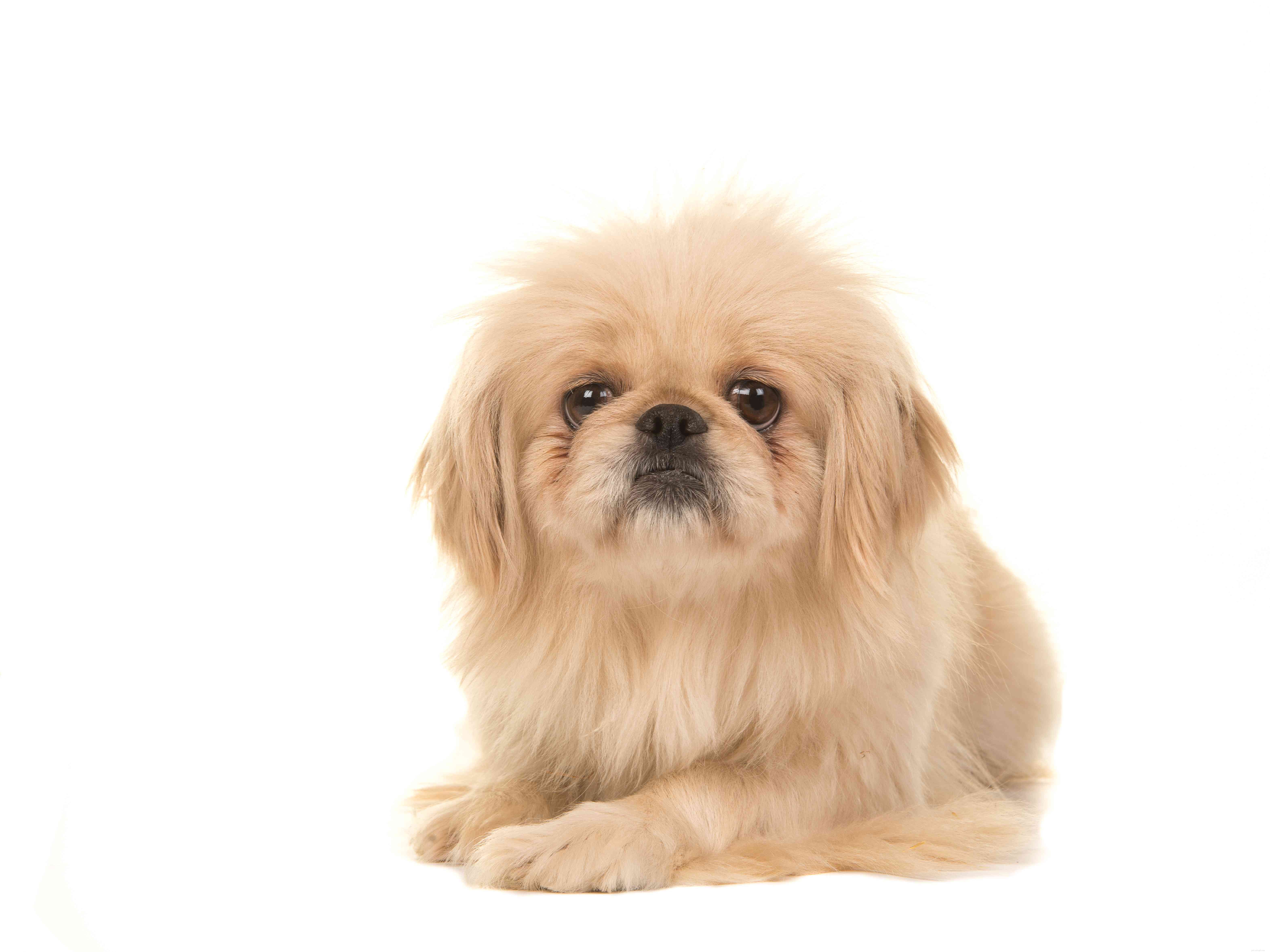 Tibetan Spaniel:profilo razza canina