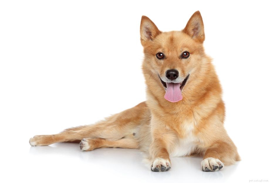 Spitz finlandese (Finkie):profilo razza canina