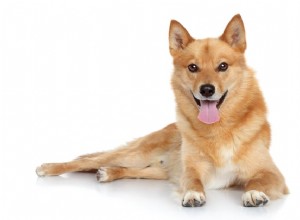 Finnish Spitz（Finkie）：Dog Breed Profile