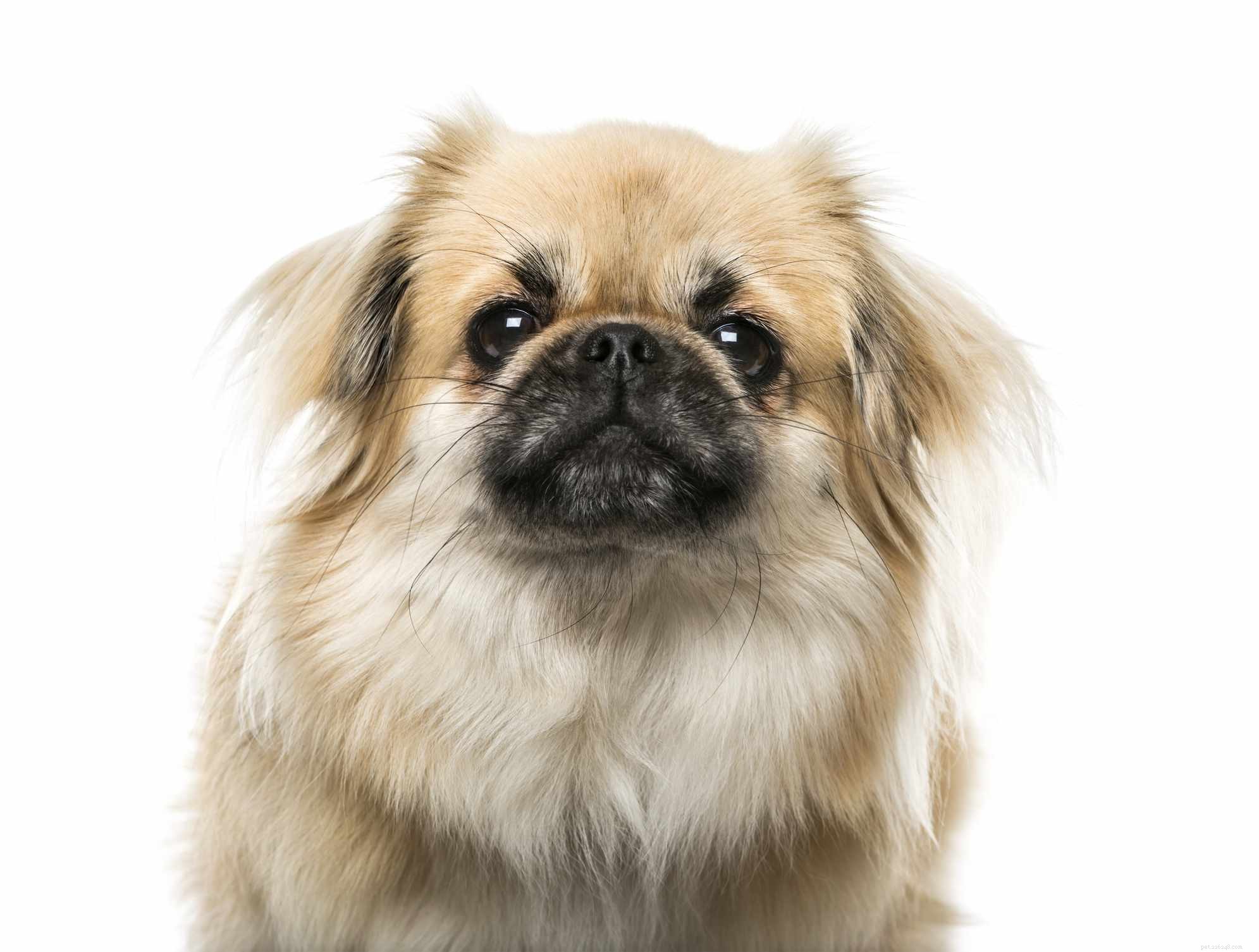 Tibetan Spaniel:profilo razza canina