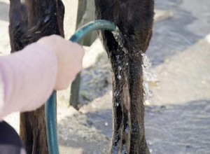 부상을 치료하기 위해 호스를 식히는 방법