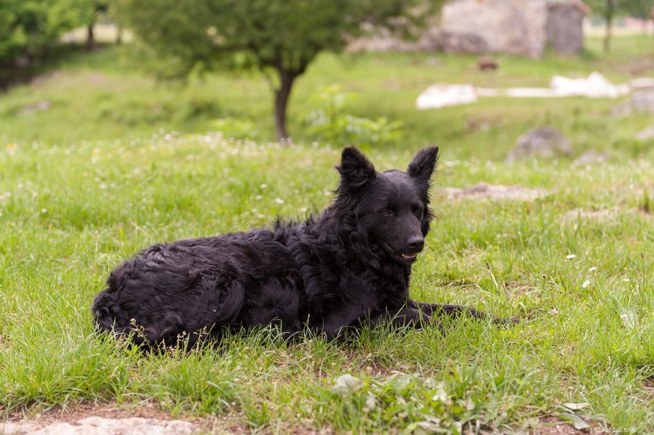 Cane da pastore croato (Hrvatski Ovcar):profilo della razza