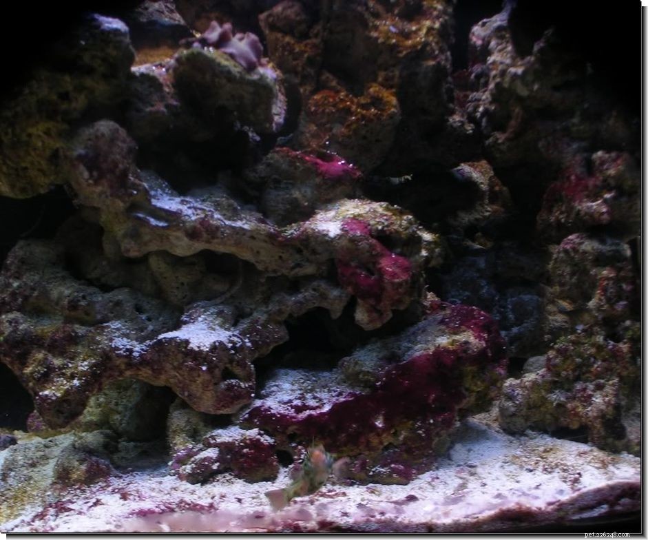 Come rimuovere le alghe di melma rossa in un acquario di acqua salata