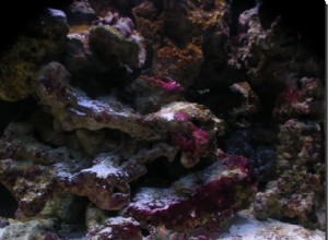 해수 수족관에서 붉은 점액 조류를 제거하는 방법