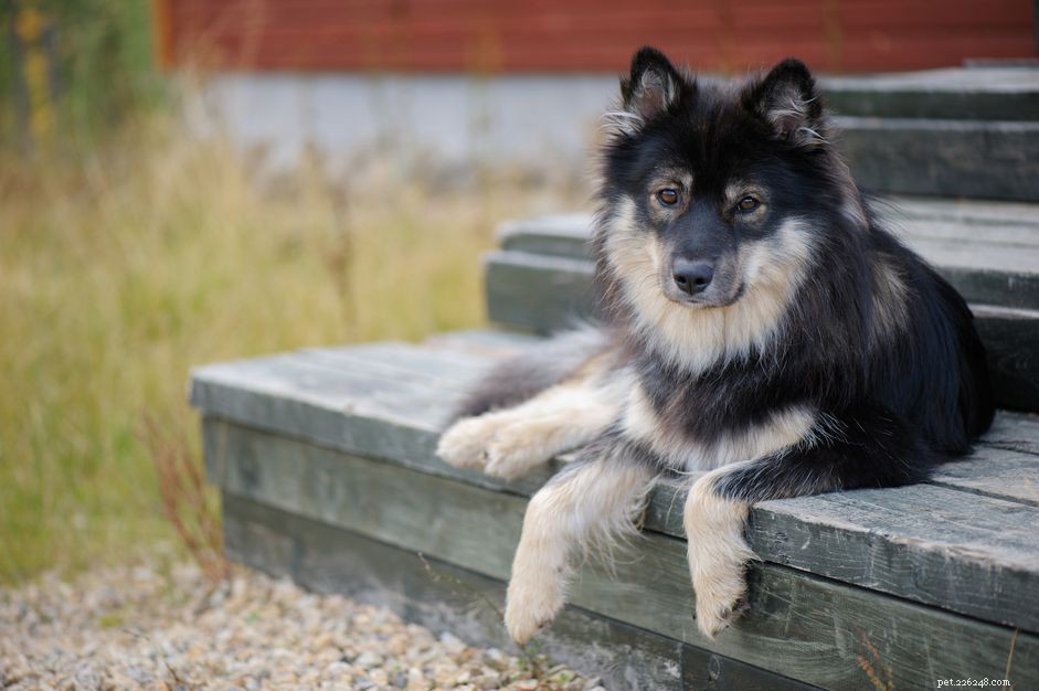 Lapphund finlandês:perfil da raça do cão