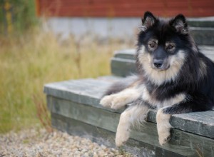 Laponie finlandaise :profil de race de chien