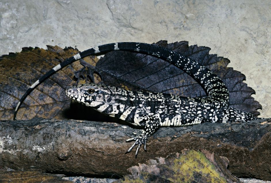 Tegus colombiano